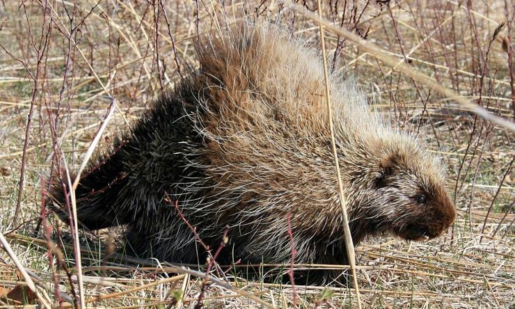 a porcupine